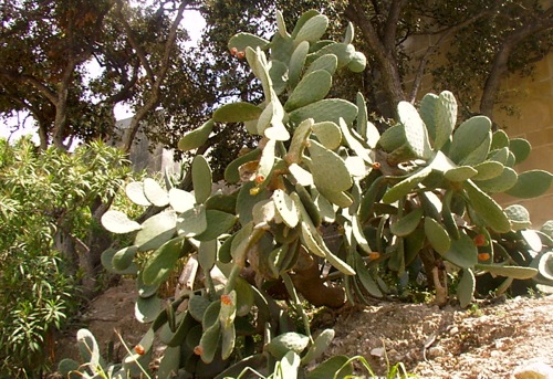 Kaktus auf Malta