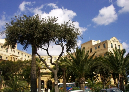 Palmen in Valletta